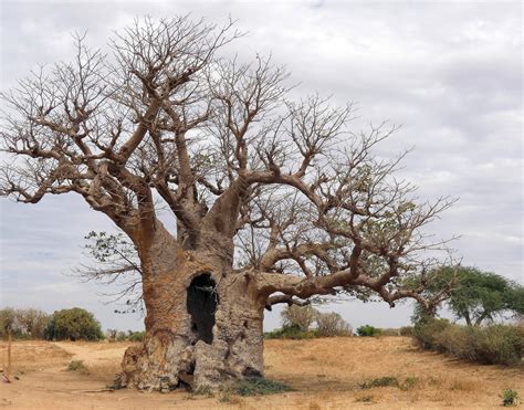  La Storia del Baobab Che Voleva Volare! Un Viaggio Magico Tra Saggezza e Ambizione